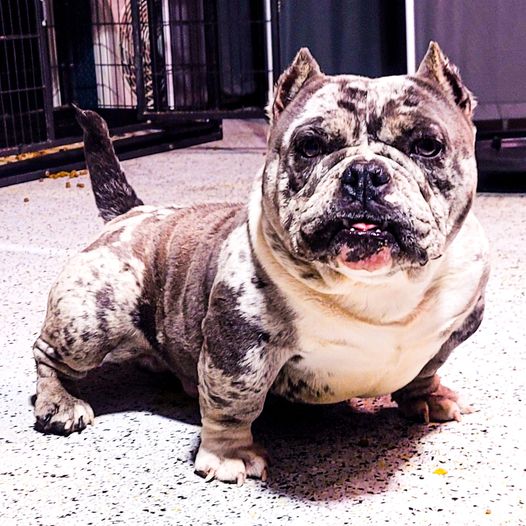 HighRoller Line's Mr. Merle